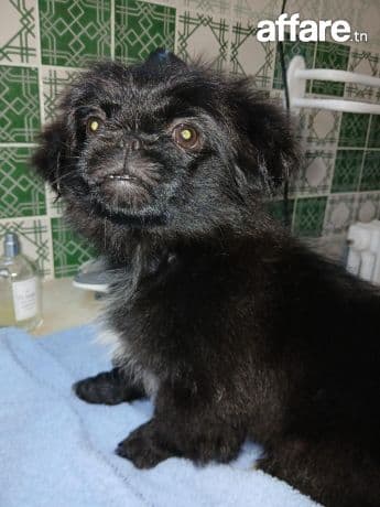 Adorable chiot femelle Pékinois