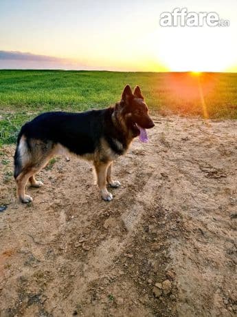 Berger allemand poil long