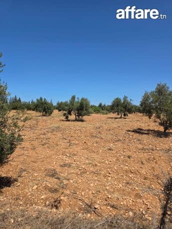 🌳Terrain Agricole Titré En Vente | Knena, Sidi Bou Ali🌾
