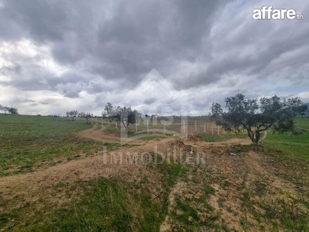 3 hectares plantés d'oliviers à Hammamet sud à vendre