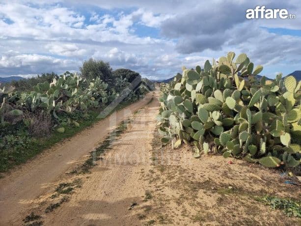 3 hectares plantés d'oliviers à Hammamet sud à vendre