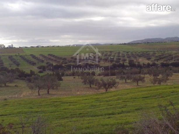 4 hectares ayant une vue de mer à vendre à Hammamet Sud