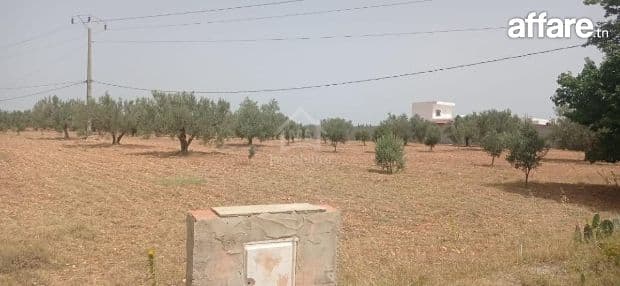 Terrain de 4800 m² à Sidi Mtir à vendre à 270 MD 51355351
