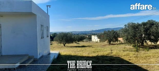 Un hectare d'oliviers