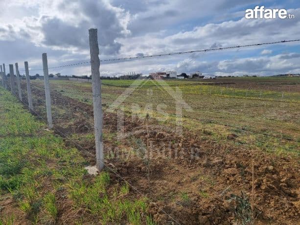 3 hectares plantés d'oliviers à Hammamet sud à vendre