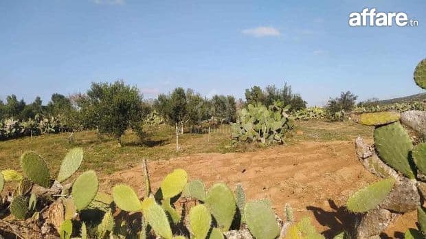 Terrain de 1932 m² à Birbouragba à vendre 51355351