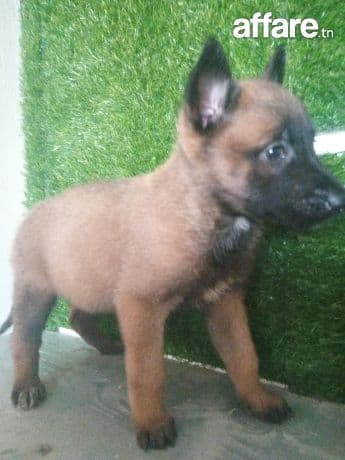 Chiots malinois masque Noir