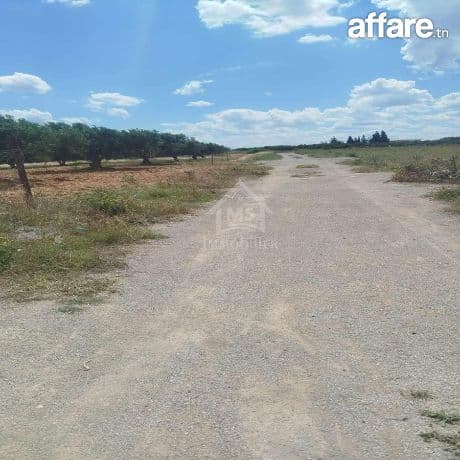 Terrain de 4000 m² à vendre à 100 MD à Hammamet Sud 51355351
