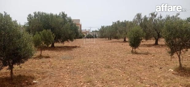 Terrain de 4800 m² à Sidi Mtir à vendre à 270 MD 51355351