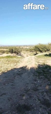 أرض للبيع
