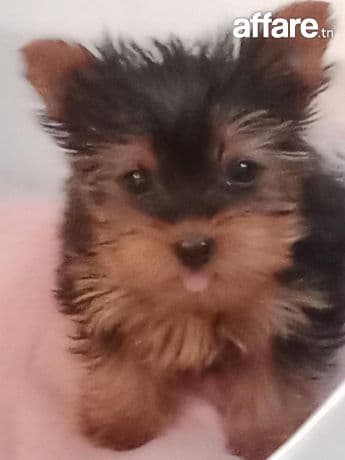 Chiot Yorkshire (femelle)