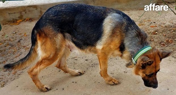 Couple de Chiens de Garde Berger Allemand Pure Race.