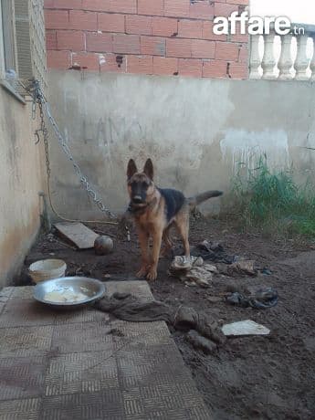 Avendre chienne berger allemand 5mois