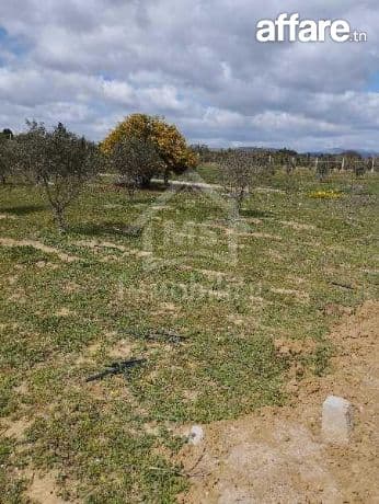 Un lot de terrain de 500 m² à vendre à 55 MD à Hammamet Sud