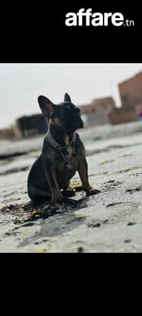 A vendre bulldog français un an et 8 mois 
