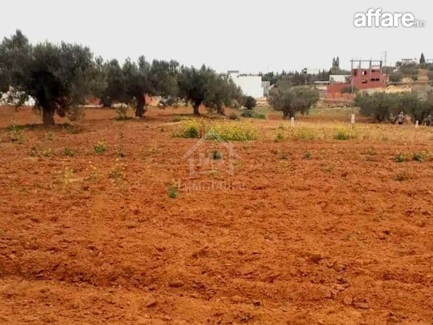 Terrain à vendre à 200 dt/m² à Hammamet Sud 51355351