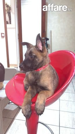 Chien malinois
