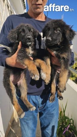 a vendre jusqu a 6 chiens berger allemand de race