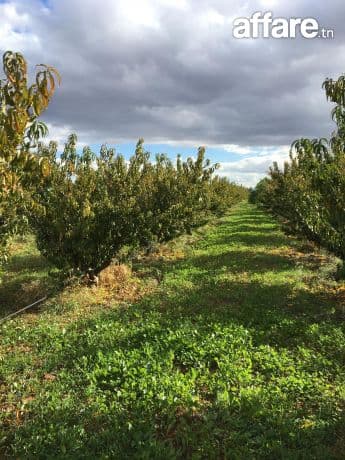 terrain a vendre a el mornaguia