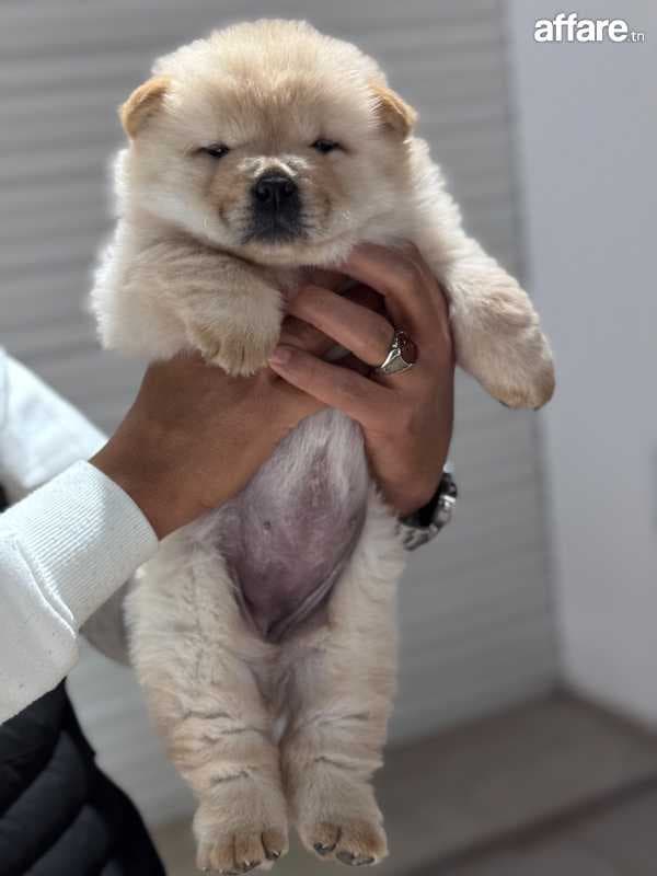 Chow chow 