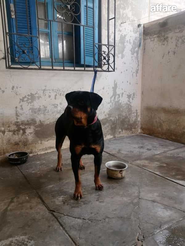Rottweiler Royal 21063375