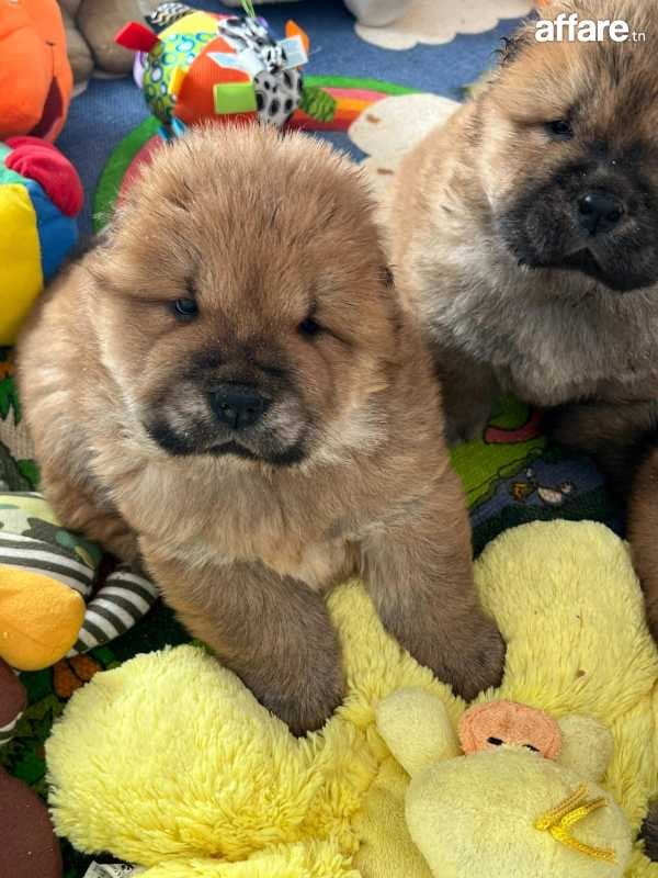 chow chow