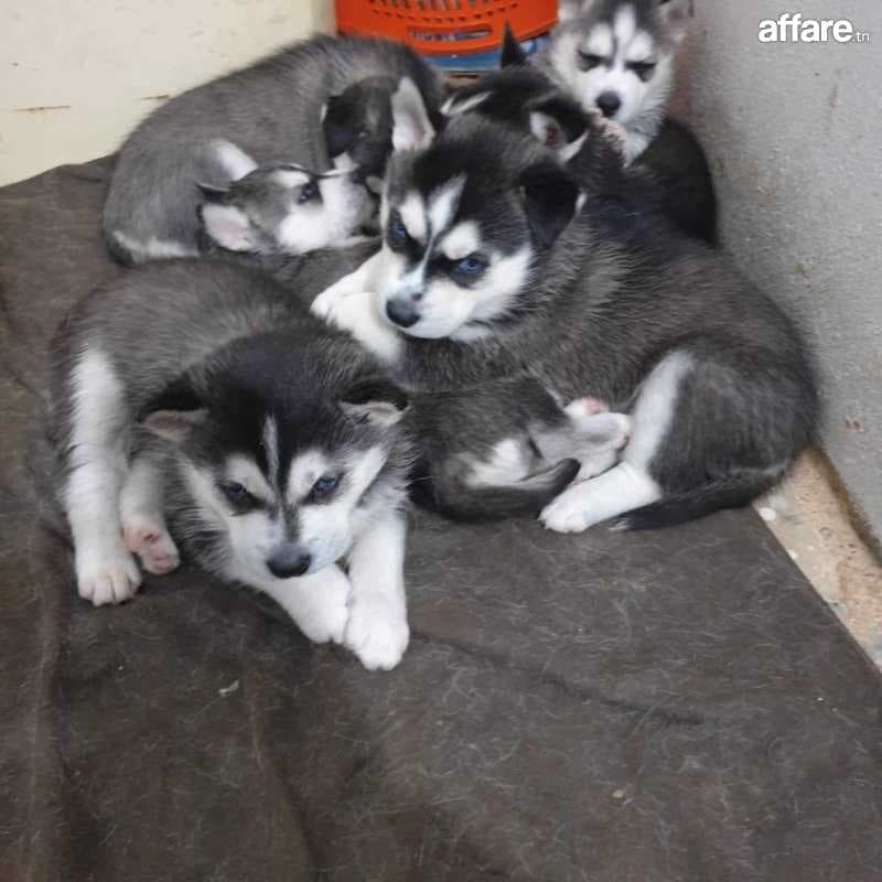chiots husky à vendre 