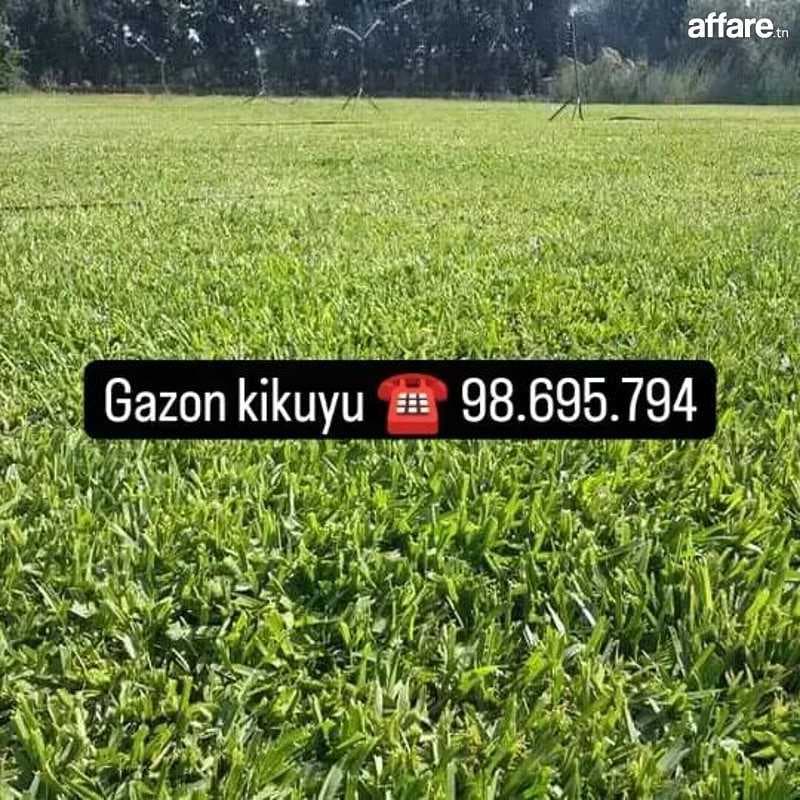21.226.774 gazon kikuyu 🚘☎️ vente et pose fin 