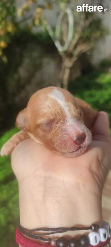 chiot bichon maltais mâle et femelle ( prix discutables)