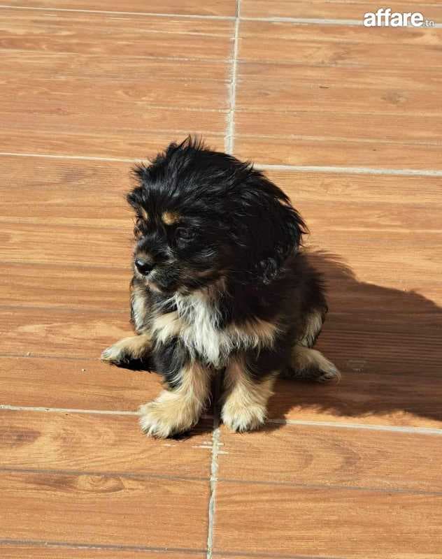 Chienne Bichon Femelle (4 mois)