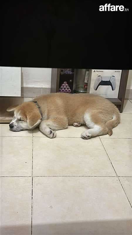 akita japonais 