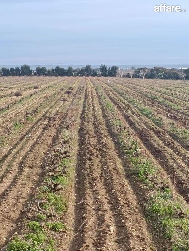 À vendre Terrains  – Kélibia
