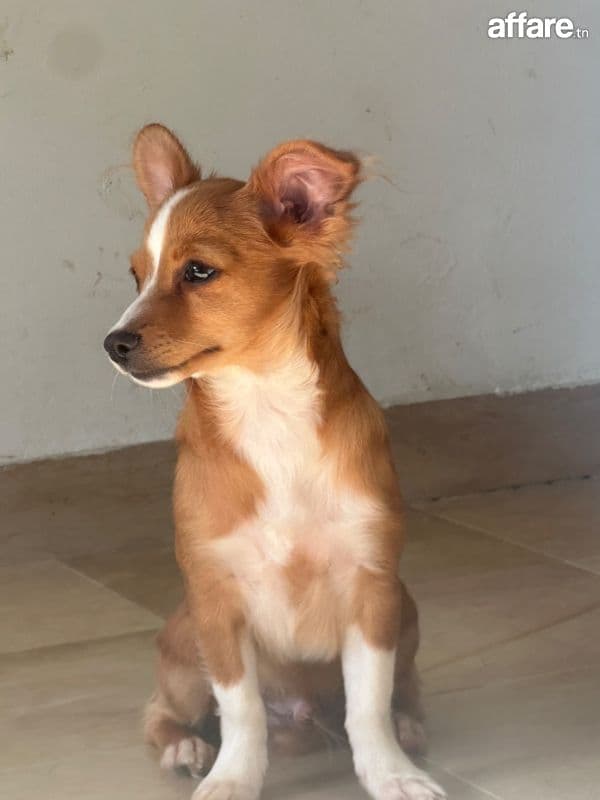 Chihuahua