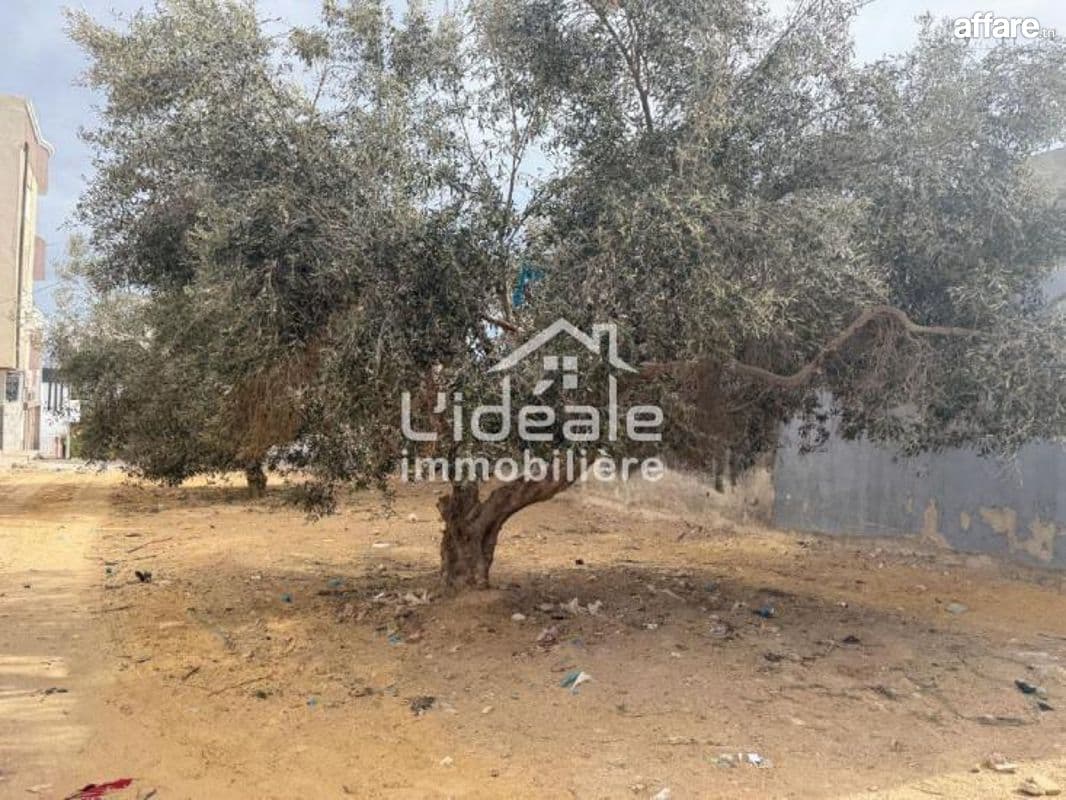 A Vendre un beau Terrain à Hamamet Nord 