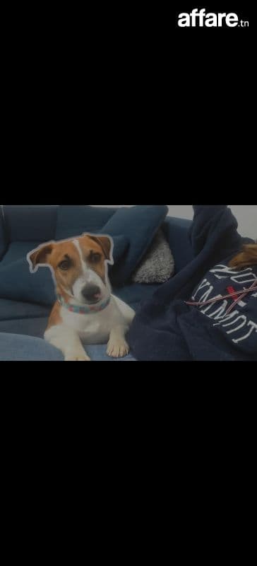 Jack Russel 