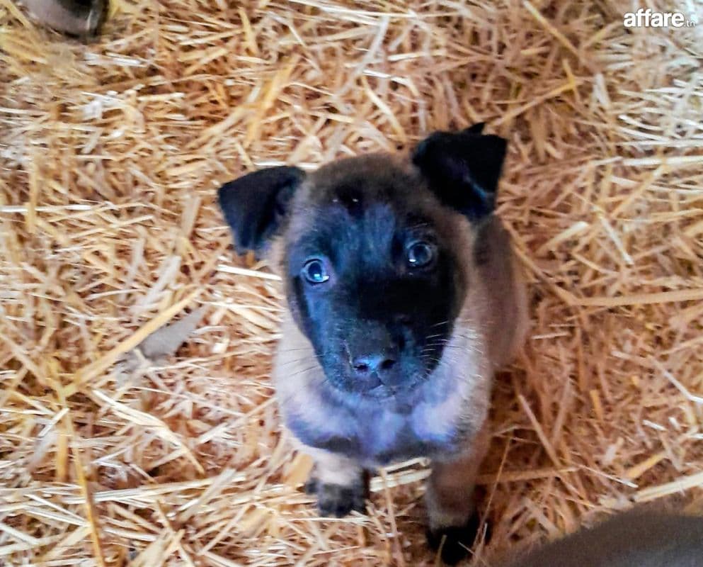 Chiots Malinois charbonner 