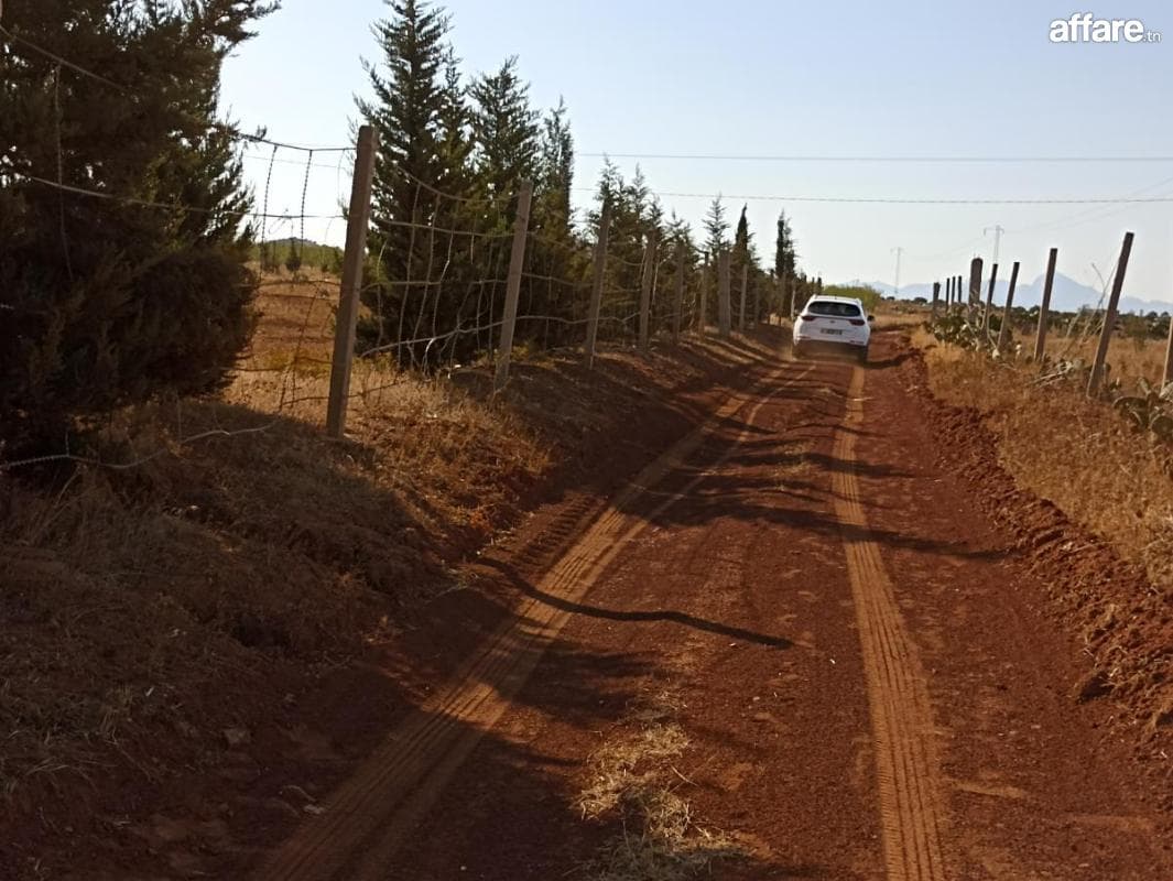 Terrain D Oliviers 2H5 Delaiel El Arouss