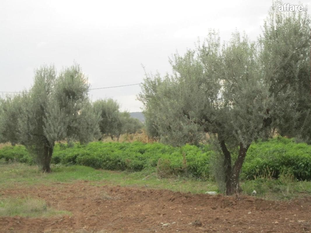 Ferme 4 Hectare El Amaiem