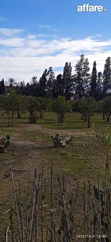 Terrain route de Tunis proche projet Géant 