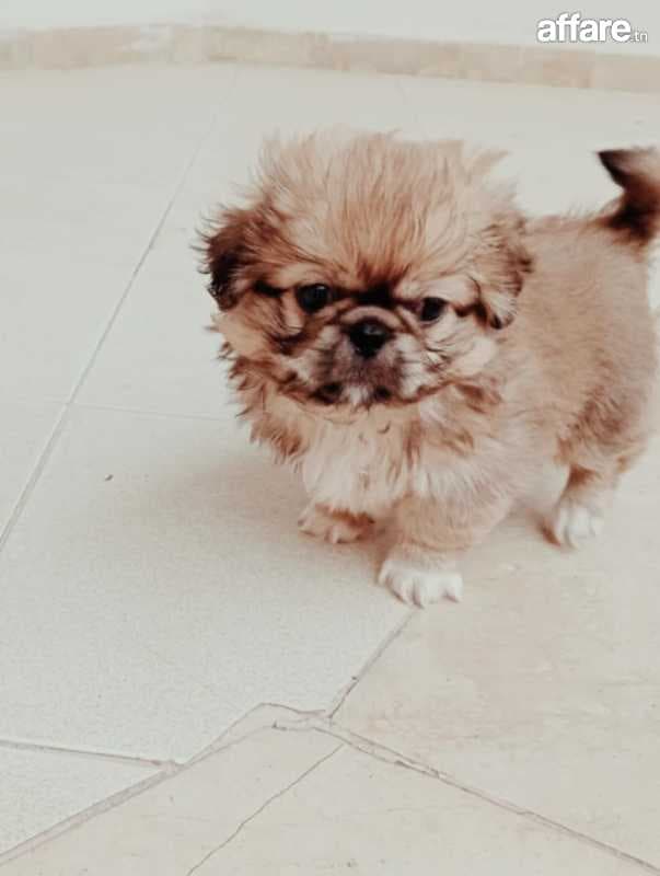 petits chiots pekinois 