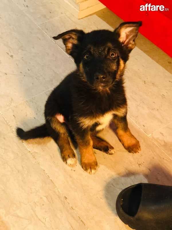 Berger Allemand Femelle magnifique 