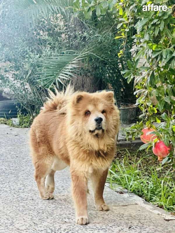 Chow chow 