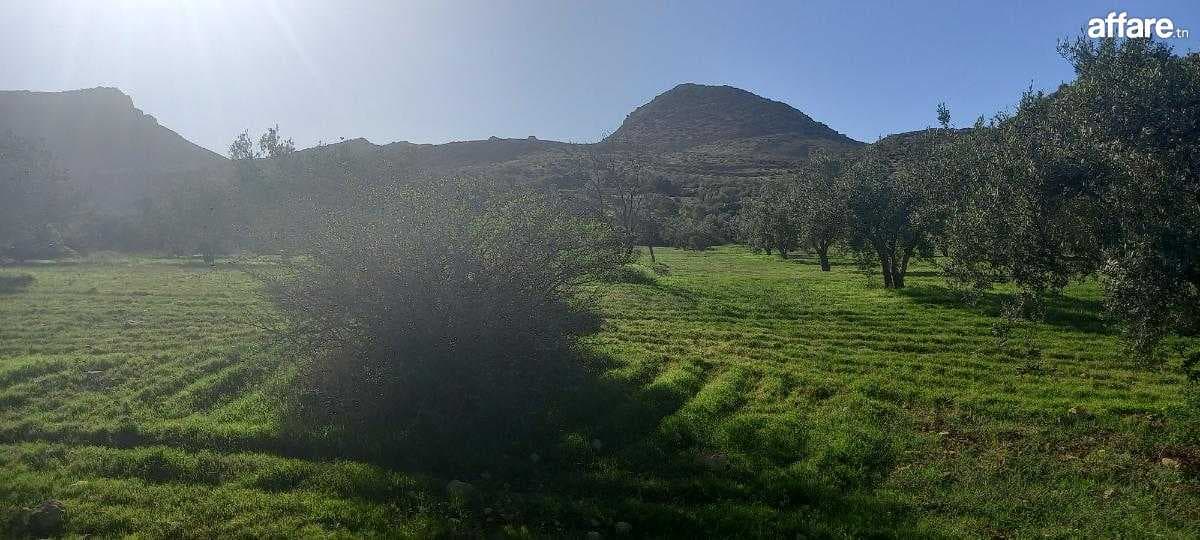 terrain agricole senia  mammam zriba