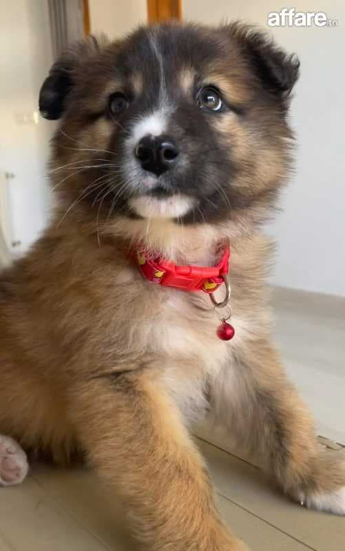 chien 