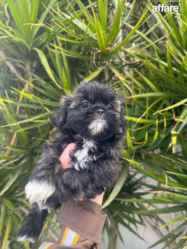 Chien bichon croisé avec pekinois 