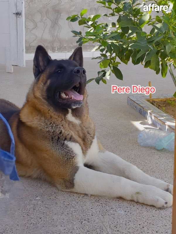  Vendre : Magnifiques Chiots Akita American 🐶❤️