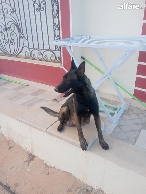 Malinois 