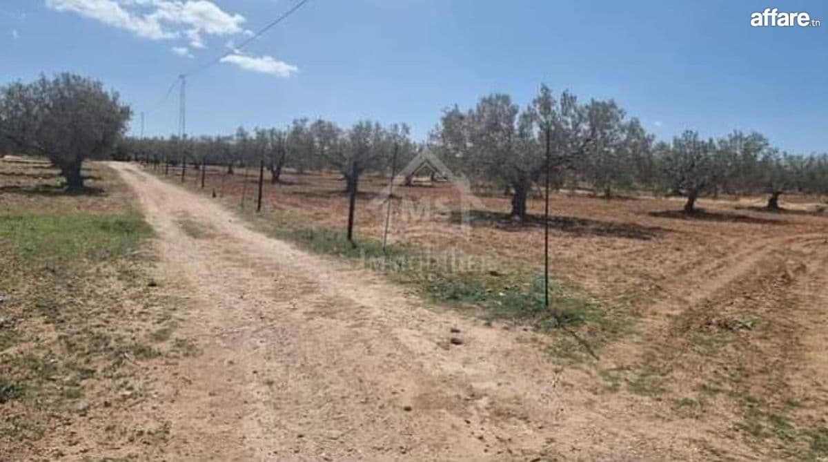 Quatre lots de terrain à vendre à Hammamet Sud 51355351