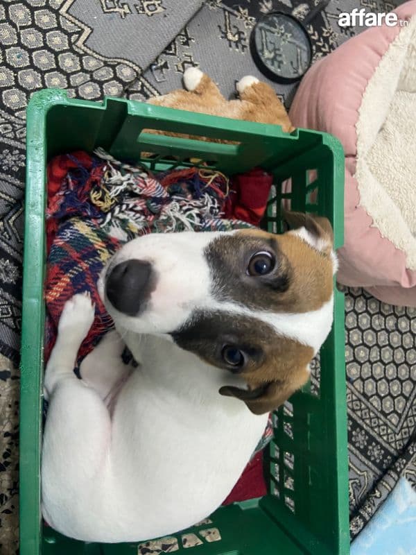 3 jack Russell à vendre 