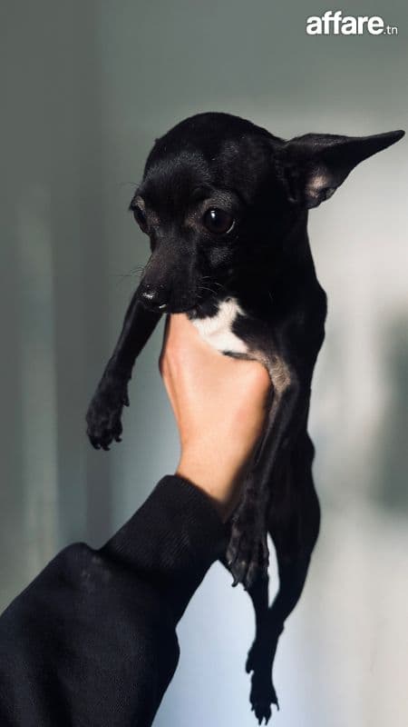 🐶 Chihuahua noir poil court – 3 mois – Race pure
